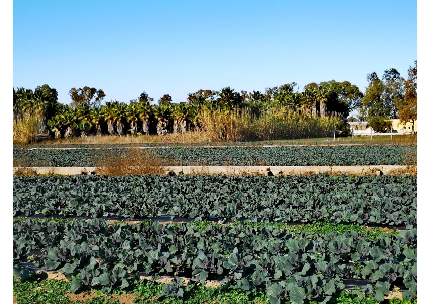 Nieruchomości w Hiszpanii - dzialka rolna przy jeziorze Cullera